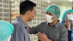 Kementan Pantau Produksi DOC Broiler untuk Jaga Stabilitas Harga Ayam